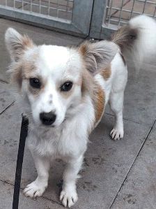 Anni – Spitz-Chihuahua-Mix, Weibchen, 2 Monate, 70195 Stuttgart-Botnang – Foto 7