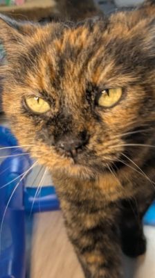 Karin – Katze, Weibchen, 8 Jahre, 39576 Stendal – Foto 1