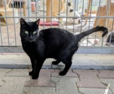 Karin – Katze, Weibchen, 8 Jahre, 39576 Stendal – Foto 5