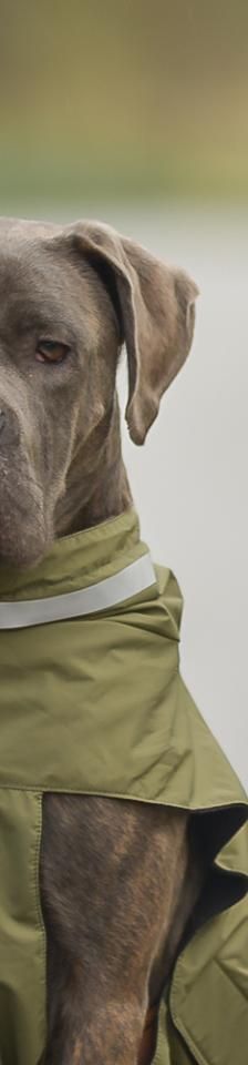 Lilith – Mix-Cane Corso-Boxer, Weibchen, 7 Monate, 45141 Essen – Foto 1