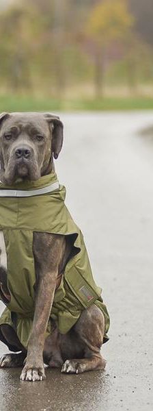 Lilith – Mix-Cane Corso-Boxer, Weibchen, 7 Monate, 45141 Essen – Foto 2