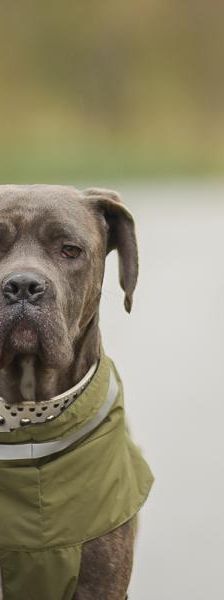 Lilith – Mix-Cane Corso-Boxer, Weibchen, 7 Monate, 45141 Essen – Foto 3