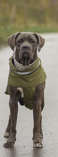 Lilith – Mix-Cane Corso-Boxer, Weibchen, 7 Monate, 45141 Essen – Foto 4