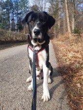 Buddy – Herdenschutzhund-Mix, Männchen, 3 Jahre 7 Monate, 70195 Stuttgart-Botnang – Foto 1