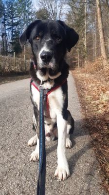 Buddy – Herdenschutzhund-Mix, Männchen, 3 Jahre 7 Monate, 70195 Stuttgart-Botnang – Foto 2