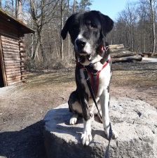 Buddy – Herdenschutzhund-Mix, Männchen, 3 Jahre 7 Monate, 70195 Stuttgart-Botnang – Foto 11