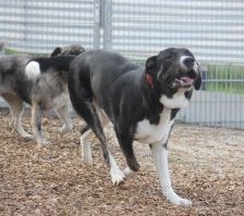 Buddy – Herdenschutzhund-Mix, Männchen, 3 Jahre 7 Monate, 70195 Stuttgart-Botnang – Foto 12