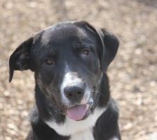 Buddy – Herdenschutzhund-Mix, Männchen, 3 Jahre 7 Monate, 70195 Stuttgart-Botnang – Foto 13