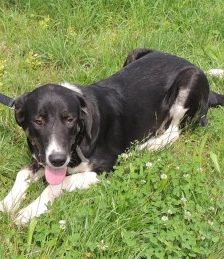 Buddy – Herdenschutzhund-Mix, Männchen, 3 Jahre 7 Monate, 70195 Stuttgart-Botnang – Foto 14