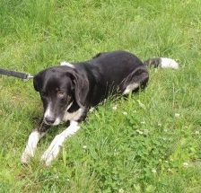 Buddy – Herdenschutzhund-Mix, Männchen, 3 Jahre 7 Monate, 70195 Stuttgart-Botnang – Foto 15