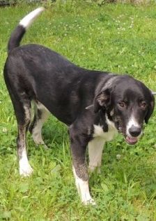 Buddy – Herdenschutzhund-Mix, Männchen, 3 Jahre 7 Monate, 70195 Stuttgart-Botnang – Foto 16