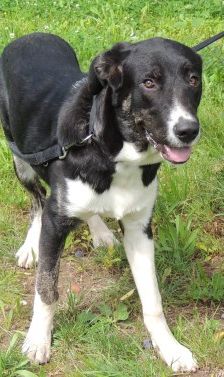 Buddy – Herdenschutzhund-Mix, Männchen, 3 Jahre 7 Monate, 70195 Stuttgart-Botnang – Foto 17