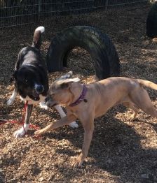 Buddy – Herdenschutzhund-Mix, Männchen, 3 Jahre 7 Monate, 70195 Stuttgart-Botnang – Foto 3