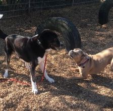 Buddy – Herdenschutzhund-Mix, Männchen, 3 Jahre 7 Monate, 70195 Stuttgart-Botnang – Foto 4