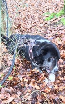 Buddy – Herdenschutzhund-Mix, Männchen, 3 Jahre 7 Monate, 70195 Stuttgart-Botnang – Foto 5