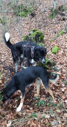 Buddy – Herdenschutzhund-Mix, Männchen, 3 Jahre 7 Monate, 70195 Stuttgart-Botnang – Foto 6
