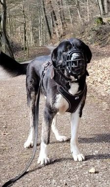Buddy – Herdenschutzhund-Mix, Männchen, 3 Jahre 7 Monate, 70195 Stuttgart-Botnang – Foto 7