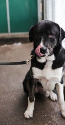 Buddy – Herdenschutzhund-Mix, Männchen, 3 Jahre 7 Monate, 70195 Stuttgart-Botnang – Foto 8