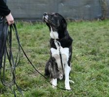 Buddy – Herdenschutzhund-Mix, Männchen, 3 Jahre 7 Monate, 70195 Stuttgart-Botnang – Foto 9
