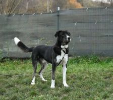 Buddy – Herdenschutzhund-Mix, Männchen, 3 Jahre 7 Monate, 70195 Stuttgart-Botnang – Foto 10