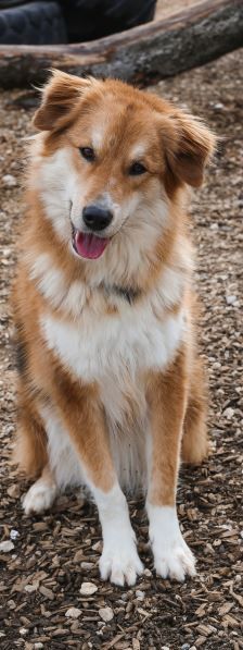 Niko – Laika-Hoverwart-Mix, Männchen, 3 Jahre 3 Monate, 70195 Stuttgart-Botnang – Foto 1