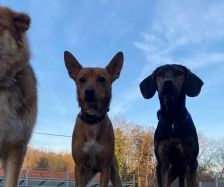 Niko – Laika-Hoverwart-Mix, Männchen, 3 Jahre 3 Monate, 70195 Stuttgart-Botnang – Foto 2