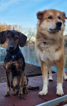 Niko – Laika-Hoverwart-Mix, Männchen, 3 Jahre 3 Monate, 70195 Stuttgart-Botnang – Foto 3