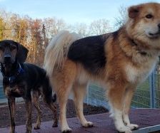Niko – Laika-Hoverwart-Mix, Männchen, 3 Jahre 3 Monate, 70195 Stuttgart-Botnang – Foto 4