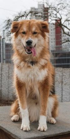 Niko – Laika-Hoverwart-Mix, Männchen, 3 Jahre 3 Monate, 70195 Stuttgart-Botnang – Foto 5