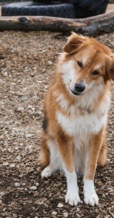 Niko – Laika-Hoverwart-Mix, Männchen, 3 Jahre 3 Monate, 70195 Stuttgart-Botnang – Foto 7