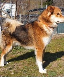 Niko – Laika-Hoverwart-Mix, Männchen, 3 Jahre 3 Monate, 70195 Stuttgart-Botnang – Foto 8