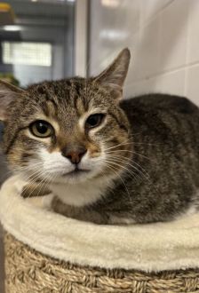 Nacho – EKH, Männchen, 3 Jahre, 97074 Würzburg – Foto 1
