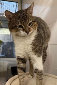Nacho – EKH, Männchen, 3 Jahre, 97074 Würzburg – Foto 2