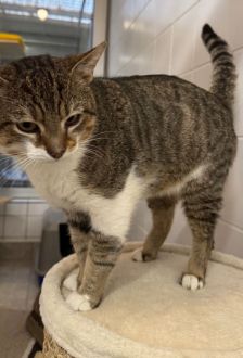 Nacho – EKH, Männchen, 3 Jahre, 97074 Würzburg – Foto 3