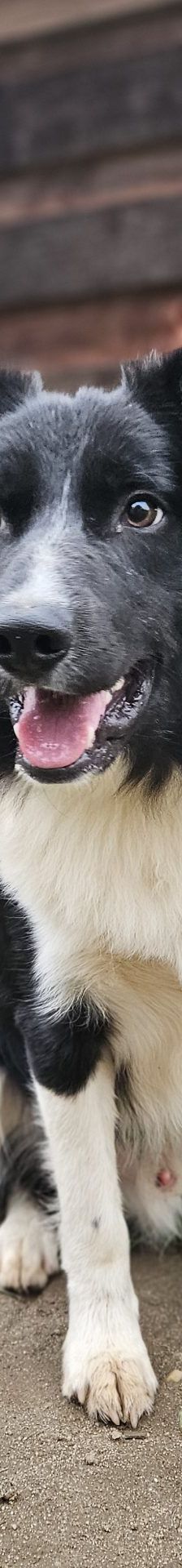 Moritz – Border Collie Mischling, Männchen, 1 Jahr, 97525 Schwebheim – Foto 1