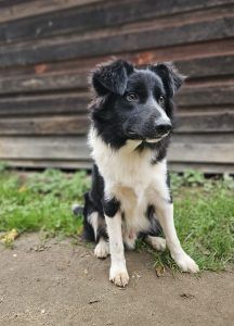 Moritz – Border Collie Mischling, Männchen, 1 Jahr, 97525 Schwebheim – Foto 2