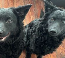 Mary – kroatischer Schäferhund Mischling, Weibchen, , Nordic Strays e.V. – Foto 11