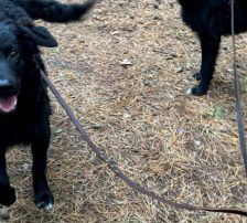Mary – kroatischer Schäferhund Mischling, Weibchen, , Nordic Strays e.V. – Foto 13