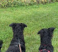 Mary – kroatischer Schäferhund Mischling, Weibchen, , Nordic Strays e.V. – Foto 14
