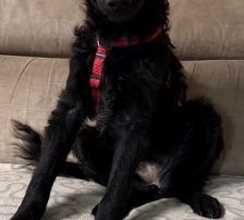 Mary – kroatischer Schäferhund Mischling, Weibchen, , Nordic Strays e.V. – Foto 15