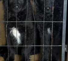 Mary – kroatischer Schäferhund Mischling, Weibchen, , Nordic Strays e.V. – Foto 16