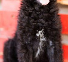Mary – kroatischer Schäferhund Mischling, Weibchen, , Nordic Strays e.V. – Foto 17