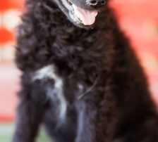 Mary – kroatischer Schäferhund Mischling, Weibchen, , Nordic Strays e.V. – Foto 18