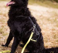 Mary – kroatischer Schäferhund Mischling, Weibchen, , Nordic Strays e.V. – Foto 3