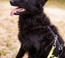 Mary – kroatischer Schäferhund Mischling, Weibchen, , Nordic Strays e.V. – Foto 4