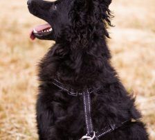 Mary – kroatischer Schäferhund Mischling, Weibchen, , Nordic Strays e.V. – Foto 5
