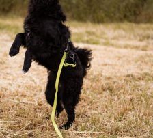 Mary – kroatischer Schäferhund Mischling, Weibchen, , Nordic Strays e.V. – Foto 6