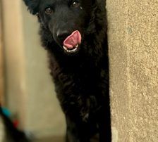 Mary – kroatischer Schäferhund Mischling, Weibchen, , Nordic Strays e.V. – Foto 7