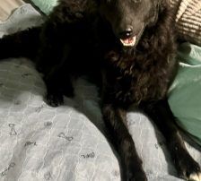 Mary – kroatischer Schäferhund Mischling, Weibchen, , Nordic Strays e.V. – Foto 8