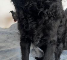 Mary – kroatischer Schäferhund Mischling, Weibchen, , Nordic Strays e.V. – Foto 9
